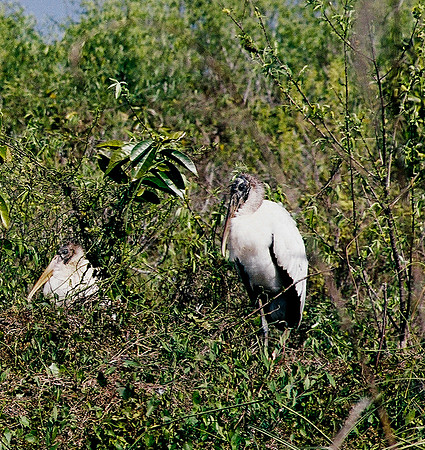 84694_EVERGLADES 33940__Azuley-R6-7A