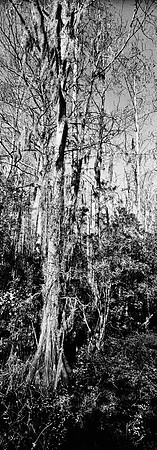 7749_FL_BW_LOUISIANA_01_1.jpg