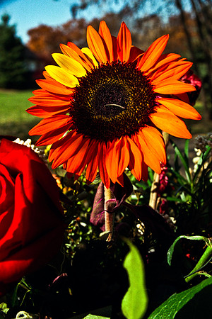 0337_FM_COLOR_MINESOTA_99_24.jpg