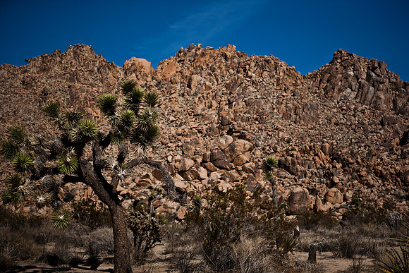 06646_DG_COLOR_JOSHUA_TREE_NAT_PARK_29_PALMS_CALIFORNIA_CA_USA_2007_ZV4N_373