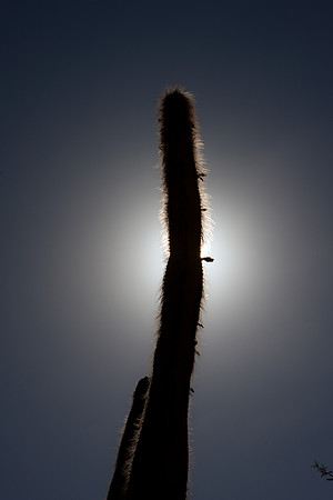 0031_La_Arizona_5L8Y5520