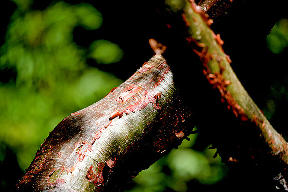 36264_DG_Color_North_America_Ixtapa_MexicoZV4N5001