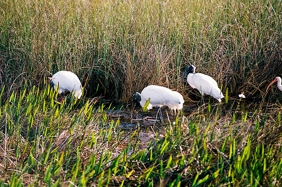 84694_EVERGLADES 33939__Azuley-R7-23A