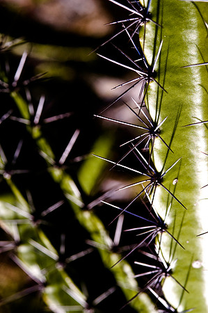 84775_DSC_0087_Fairchild_Garden_Miami_FL_USA