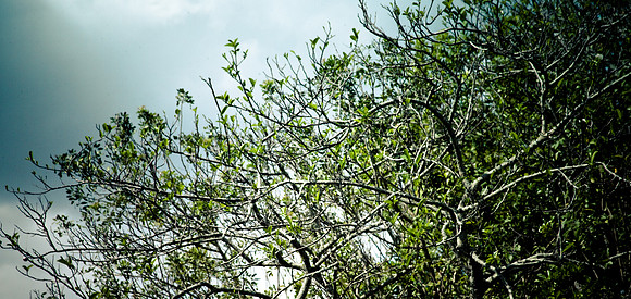 2527_EVERGLADES_MIAMI_FLORIDA_AOM_20090315__A0M1221