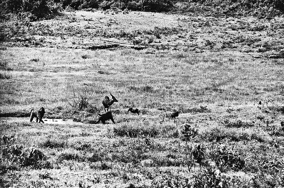 B3_82001_BW_194_New_Safari_Lion_Track_Africa_89_19