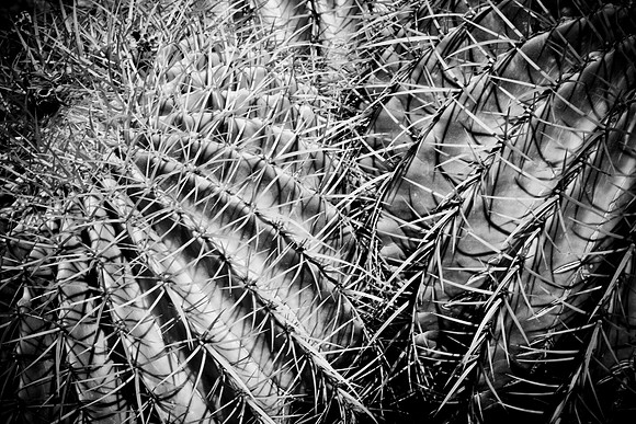 0031_DG_Cactus_Scottsdale_AZ_USA_2009_5L8Y5232