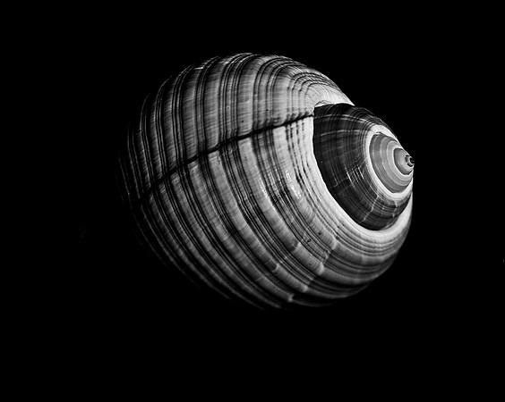 42423_FM_4X5_BW_GIANT_TUM_FL_04_07.jpg