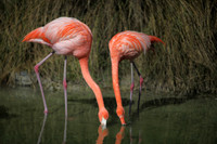 4975_DG_Fisher_Flamingos_Miami_FL_2010_IMG_0077