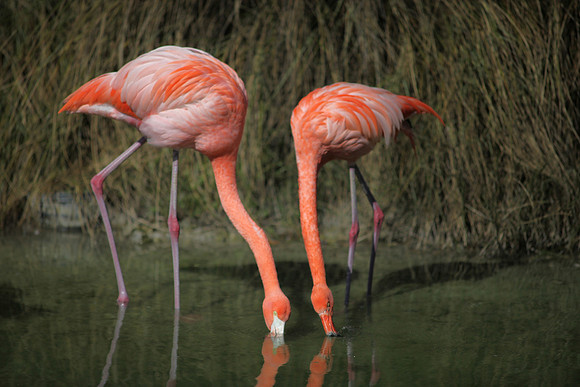 4975_DG_Fisher_Flamingos_Miami_FL_2010_IMG_0077