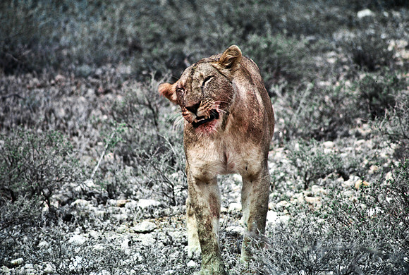 55447_SL_COLOR_LIONS_SUMBURU_KENYA_AFRICA_1989_2-2
