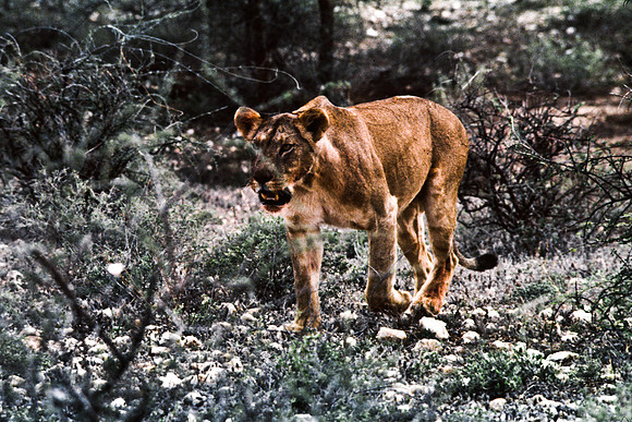 55448_SL_COLOR_LIONS_SUMBURU_KENYA_AFRICA_1989_10