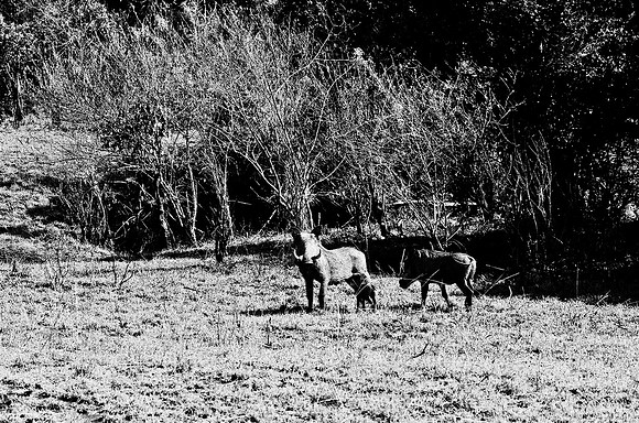 B3_82003_BW_194_New_Sarengety_Africa_89_15