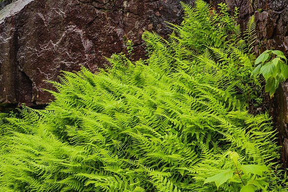 20060628_Maine_ZV4N1141