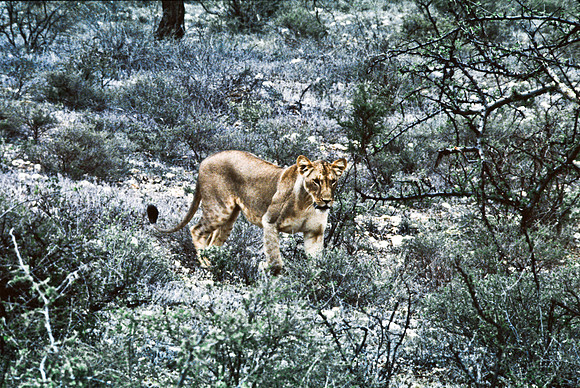 55447_SL_COLOR_LIONS_SUMBURU_KENYA_AFRICA_1989_13