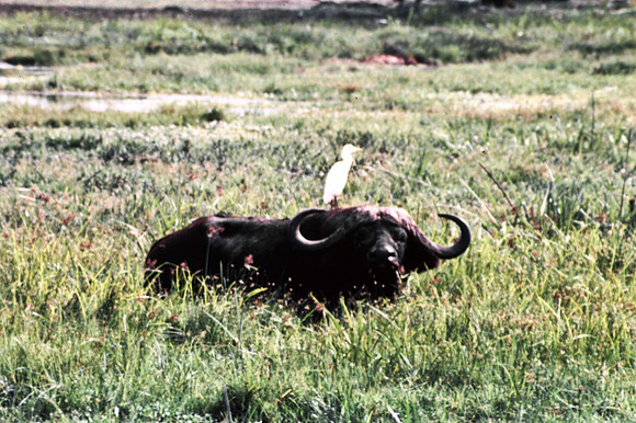 55397_SL_COLOR_BUFFALO_WILDBEAST_KILIMANJARO_KENYA_AFRICA_1989_8