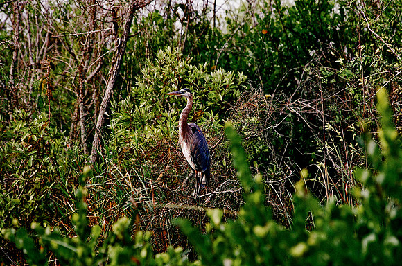84694_EVERGLADES 33936__Azuley-R1-12A