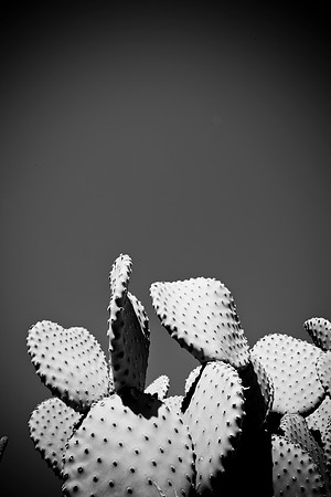 0031_La_Arizona_5L8Y5240