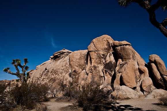 06646_DG_COLOR_JOSHUA_TREE_NAT_PARK_29_PALMS_CALIFORNIA_CA_USA_2007_ZV4N_441