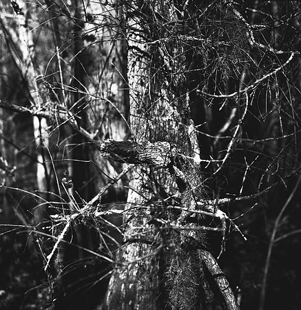 7747_FL_BW_LOUISIANA_01_10.jpg