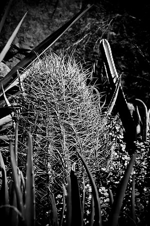 0031_DG_Cactus_Scottsdale_AZ_USA_2009_5L8Y5209