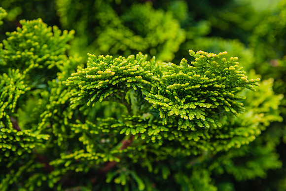 20060623_Rhoad_Island_ZV4N0620
