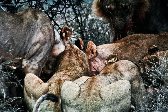 55444_SL_COLOR_LIONS_SUMBURU_KENYA_AFRICA_1989_10
