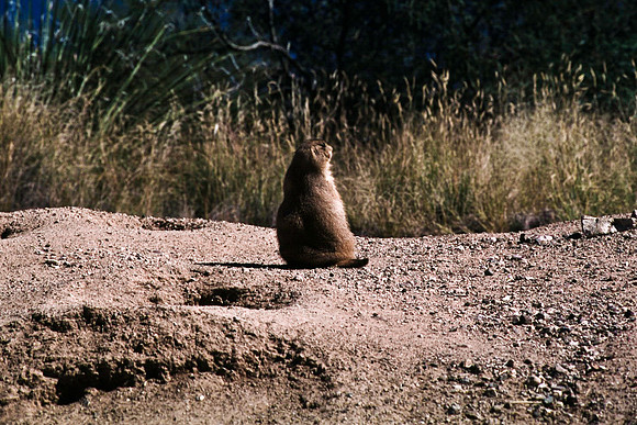 47897_B16_SL_COLOR_SANDS_NAT_MNT_TO_TREE-RIVER_FROM_HWY70_TO_HWY54N_NM_97_1919.jpg