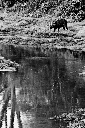 B3_82008_BW_194_New_Amboseli_Africa_89_4