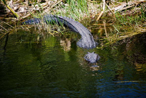 84673_ZV4N_1381_Everglades_Shark_Valley_FL_USA