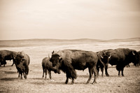 0044_North_Dacota_Fargo_to_South_Rapid_City_TO_CHEYENNE_5L8Y4184