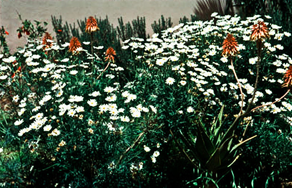 3220_SL_COLOR_TINERHIR_MAROCCO_II_1998_5
