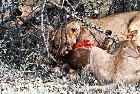 55448_SL_COLOR_LIONS_SUMBURU_KENYA_AFRICA_1989_16