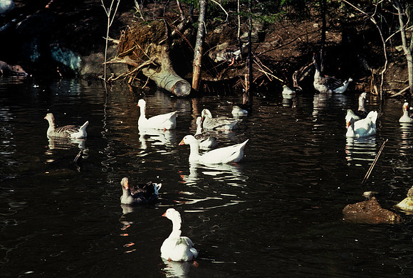 64039_B1_SL_COLOR_UP STATE_NY_86_13.jpg