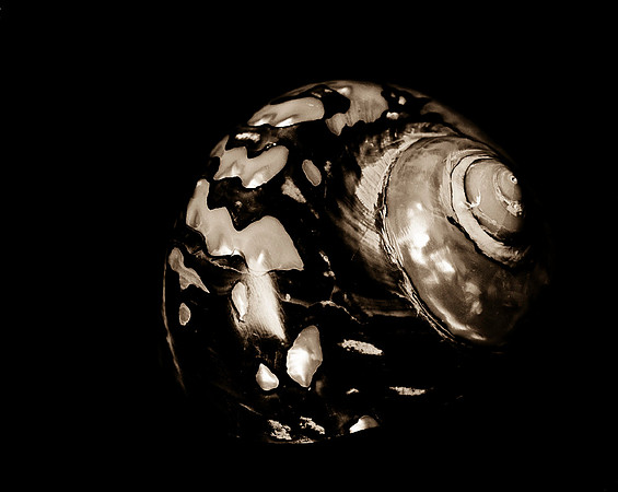 Shells_Flowers_488
