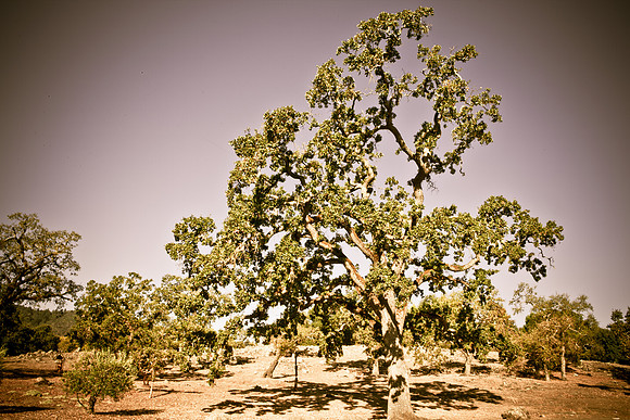 0024_DG_Yountvile_Napa_CA_USA_20095L8Y0038
