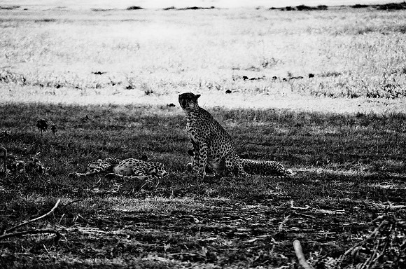 B3_82005_BW_194_New_Masa_Mara_Africa_89_32