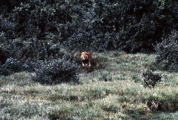55458_SL_COLOR_LIONS_ABERDEN_KENYA_AFRICA_1989-2