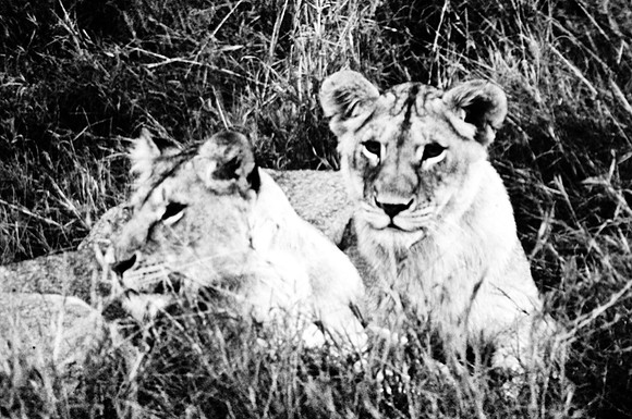 55460_SL_COLOR_LIONS_MOUNT_KENYA_AFRICA_1989_20