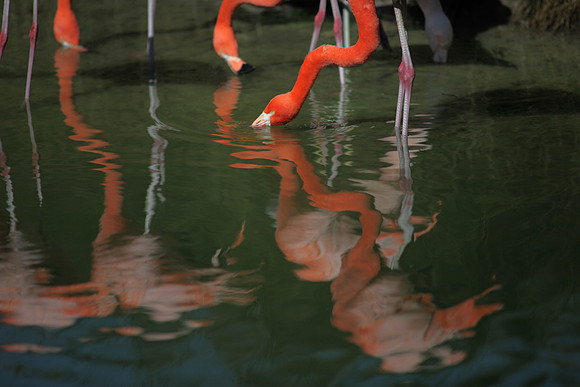 4975_DG_Fisher_Flamingos_Miami_FL_2010_IMG_0161