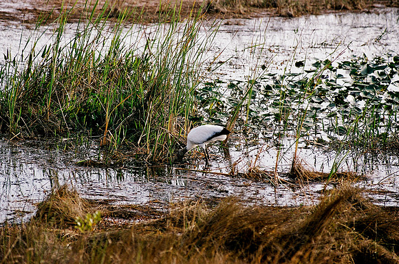 84694_EVERGLADES 33939__Azuley-R7-5A