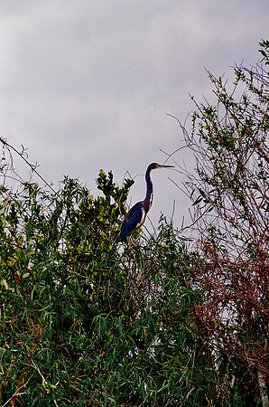 84694_EVERGLADES 33936__Azuley-R1-15A