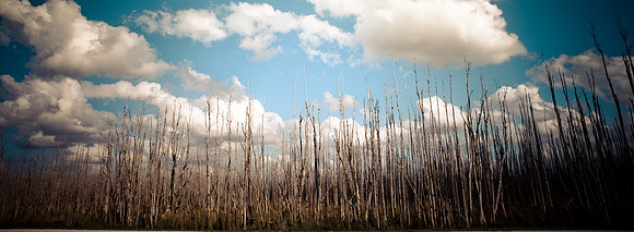 2528_EVERGLADES_MIAMI_FLORIDA_200903016_5L8Y2609