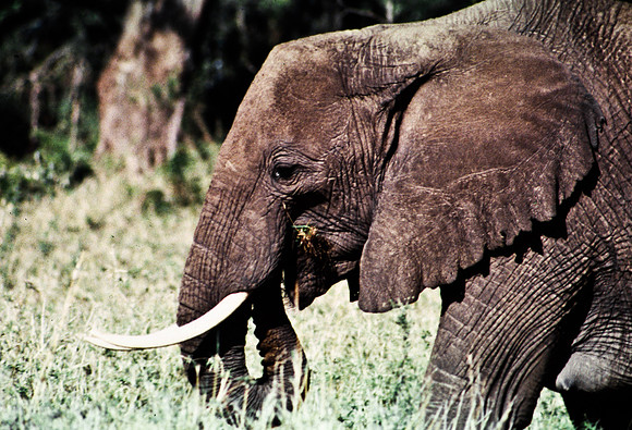 55393_SL_COLOR_ELEPHANTS_MASAI_KENYA_AFRICA_1989_12