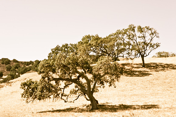 0028_Frisco_To_LA_5L8Y2354