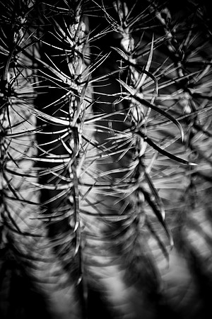 0031_La_Arizona_5L8Y5119