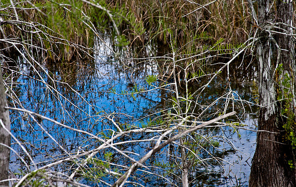 2527_EVERGLADES_MIAMI_FLORIDA_AOM_20090315__A0M1295