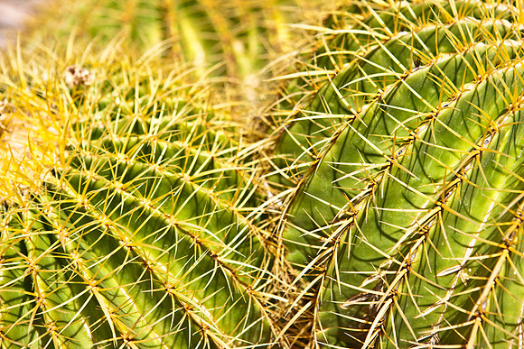 0031_La_Arizona_5L8Y5236