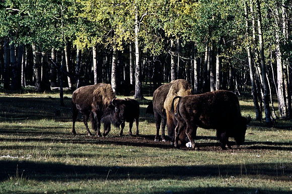 06825_B19_SL_COLOR_BISON_NAT_PARK_LAKE_LOUIS_VILLAGE_WS_97_04.jpg