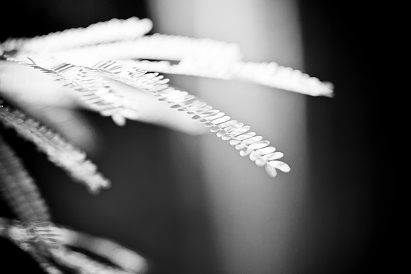 0031_La_Arizona_5L8Y5592